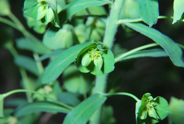 Euphorbia amygdaloides